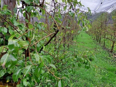 Prihrana voća nakon berbe