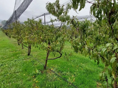 Prihrana voća nakon berbe