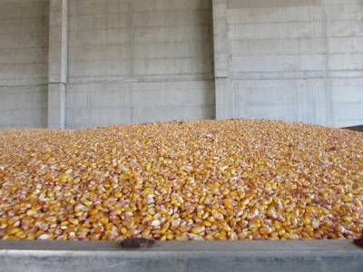 Prijem kukuruza i soje sa domaćih oranica u punom jeku