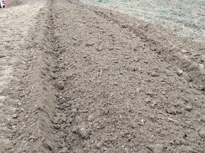Priprema zemljišta za sadnju borovnica