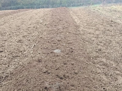 Priprema zemljišta za sadnju borovnica