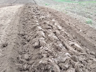 Priprema zemljišta za sadnju borovnica