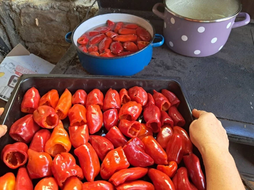 Paprika u plehu
