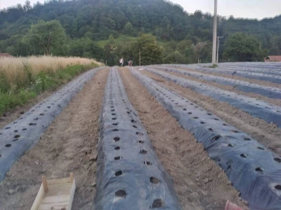 Proizvodnja jagode je težak, ali unosan posao
