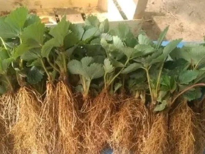 Proizvodnja jagode je težak, ali unosan posao