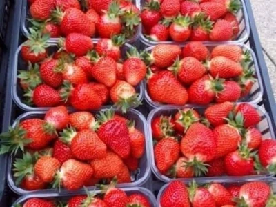 Proizvodnja jagode je težak, ali unosan posao