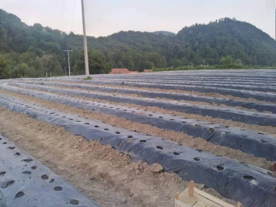 Proizvodnja jagode je težak, ali unosan posao