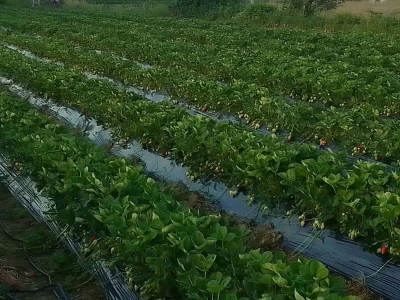 Proizvodnja jagode je težak, ali unosan posao