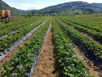 Proizvodnja jagode je težak, ali unosan posao