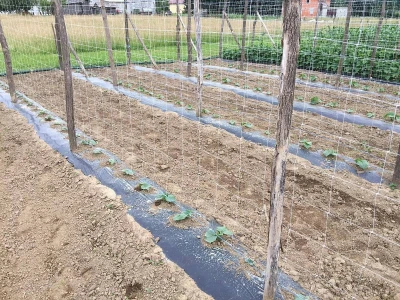 Proizvodnja kornšona
