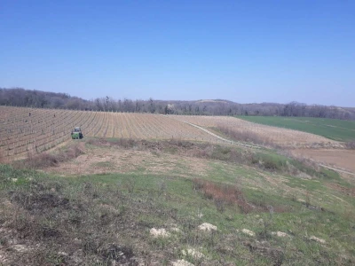 Proljetni poslovi u vinogradima