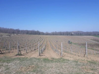Proljetni poslovi u vinogradima