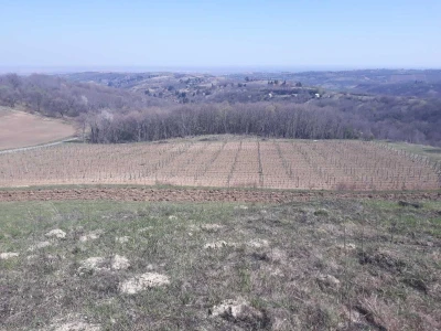 Proljetni poslovi u vinogradima