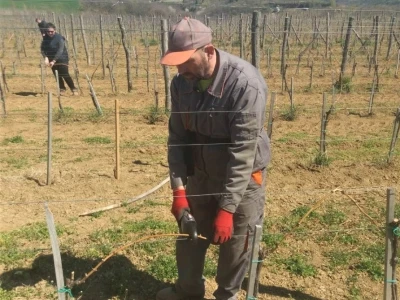 Proljetni poslovi u vinogradima