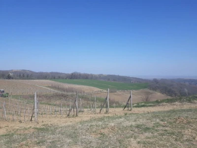Proljetni poslovi u vinogradima