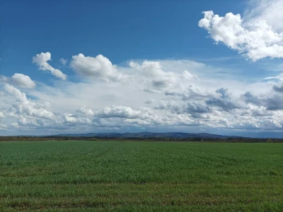pšenica