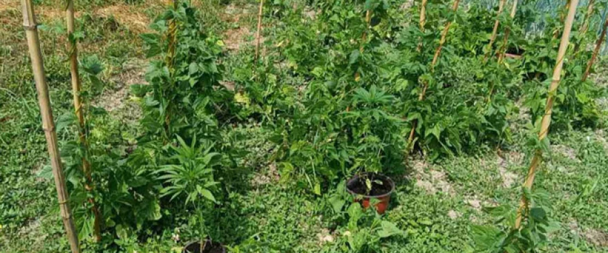 marihuana