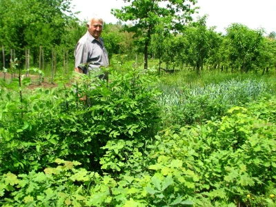 Rade Gabrić