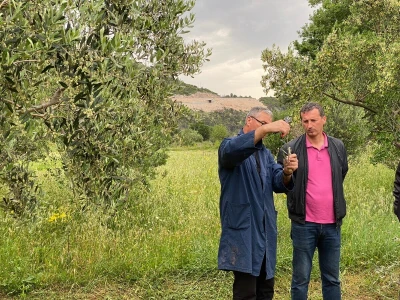 Radionica "Kako kalemiti masline?", Neum 2024.