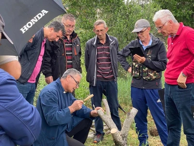 Radionica "Kako kalemiti masline?", Neum 2024.