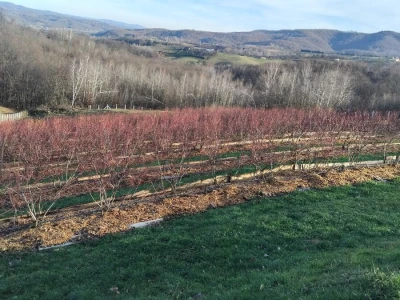Radovi u borovnicama