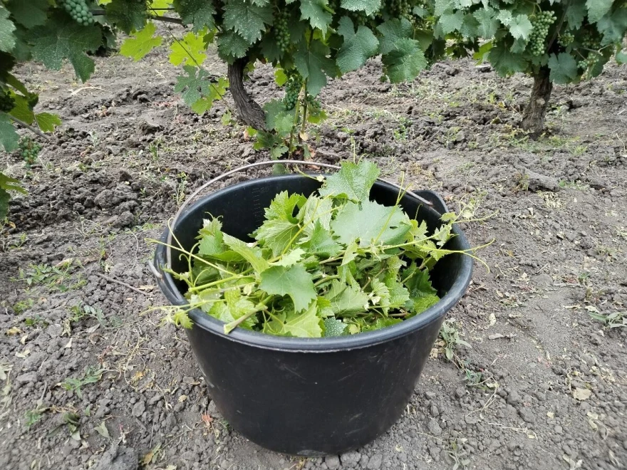 Radovi u vinogradu