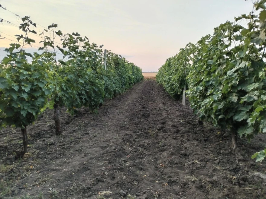 Vinograd u julu