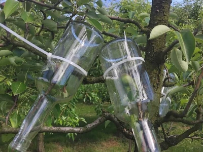 Rakija Viljamovka s kruškom u flaši
