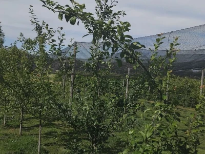 Rakija Viljamovka s kruškom u flaši