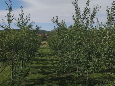 Rakija Viljamovka s kruškom u flaši