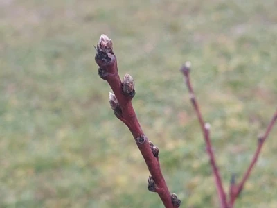 Ranije kretanje vegetacije