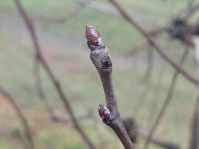 Ranije kretanje vegetacije