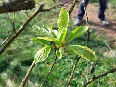 Ranije kretanje vegetacije