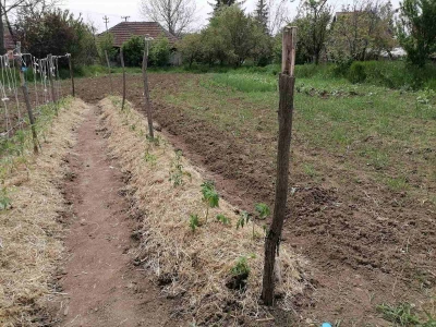Rasađivanje paradajza