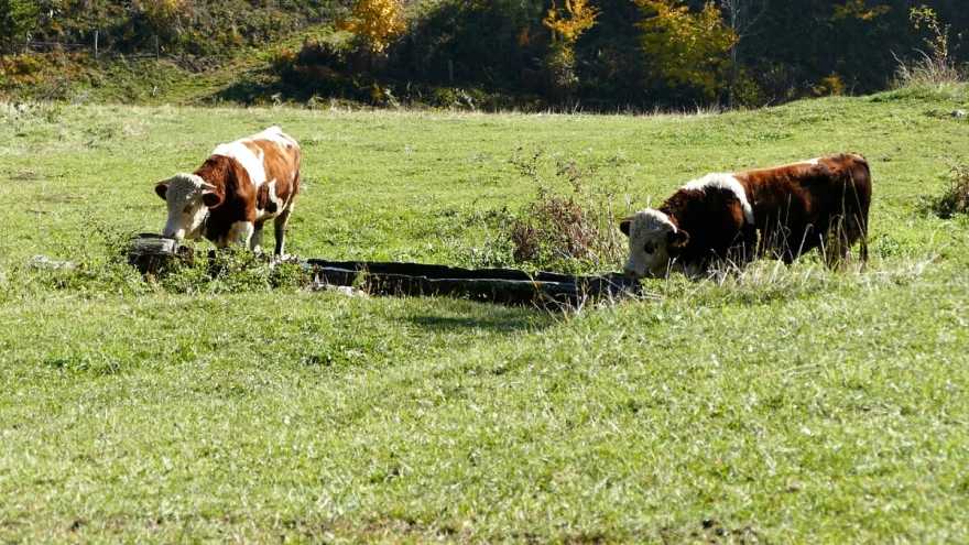 Golub i &Scaron;aronja