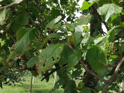 Rast lisne mase na šljivama
