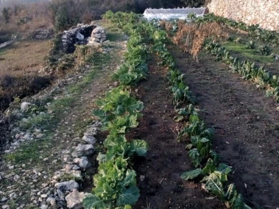 Raštika opjevana superhrana idealna za poslijeblagdansku detoksikaciju