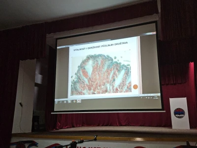 Razloga nestajanje pčela pad imuniteta