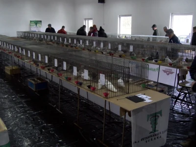Bosanska džudža čeka međunarodno priznanje; Ekspanzija turskog goluba mardina