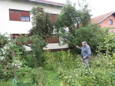 Rekordan urod jabuka