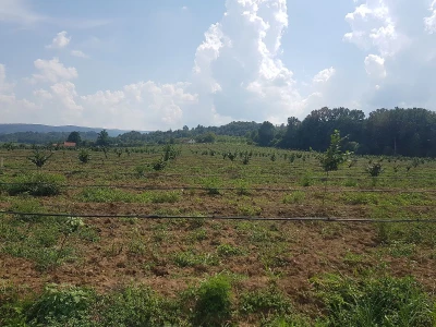 Rezidba lješnika