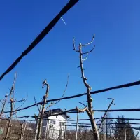 Rezidba krušaka na podlozi dunje