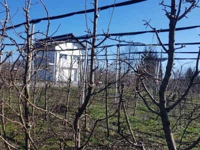 Rezidba krušaka na podlozi dunje