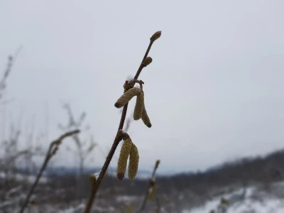 Rezidba lješnika