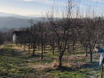 Rezidba voća