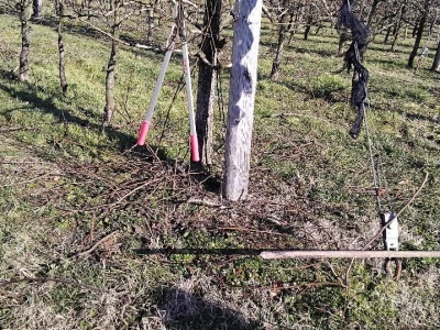 Rezidba voća