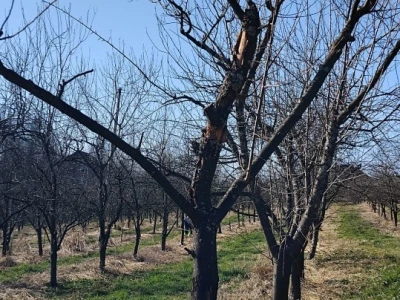 Rezidba voća