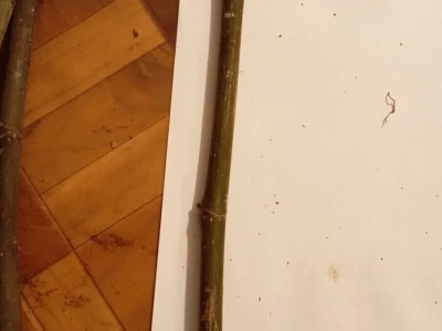 Reznice Smokava