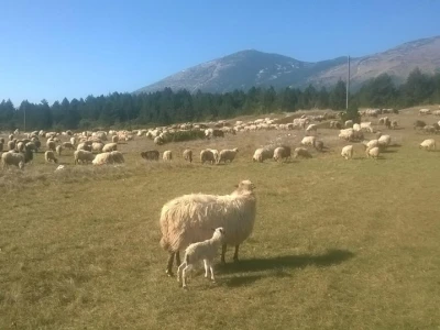 Uzgoj koza u Parku prirode Blidinje