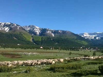Uzgoj koza u Parku prirode Blidinje
